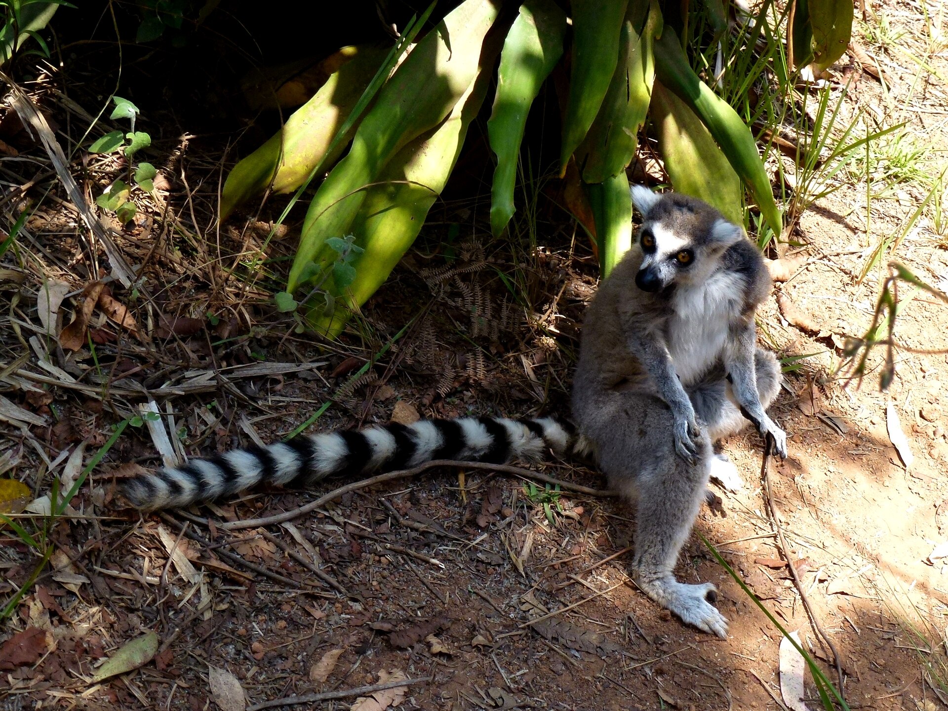 Lemurs’ Park